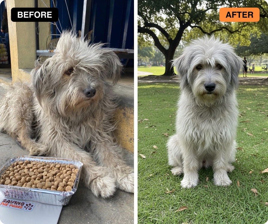 Teddy – rescued dog transformation
